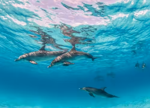 Dolphin house Hurghada