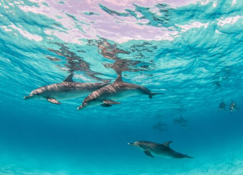 Dolphin house Hurghada