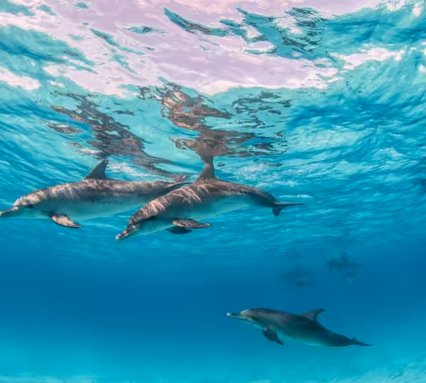 Dolphin house Hurghada