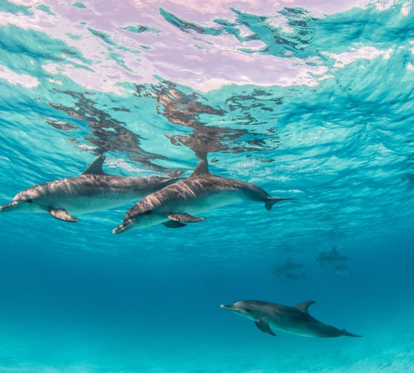 Dolphin house Hurghada