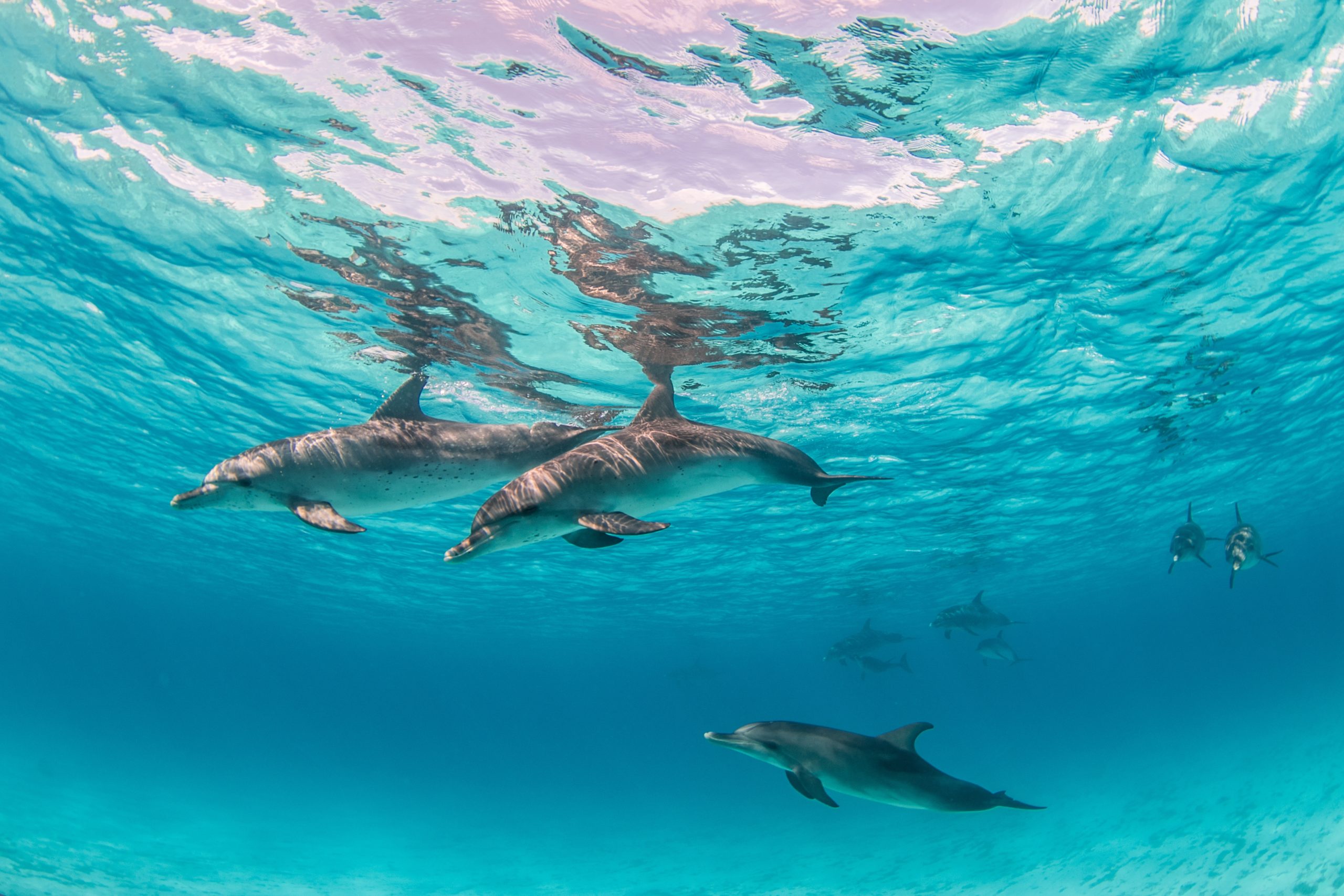 Dolphin house Hurghada
