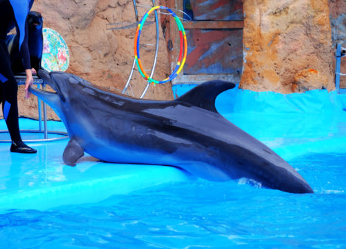 Dolphin Show Hurghada
