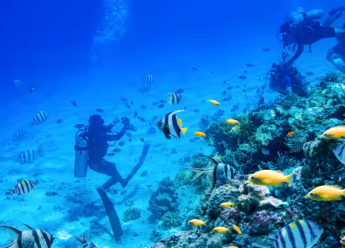 Marsa Alam Diving Trips