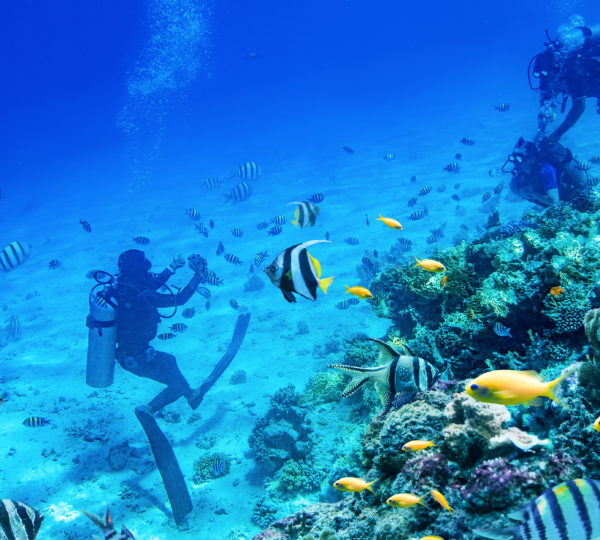 Sharm El Sheikh Diving
