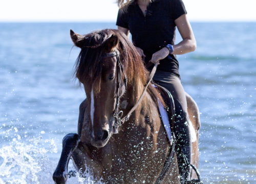 Horse riding in Hurghada