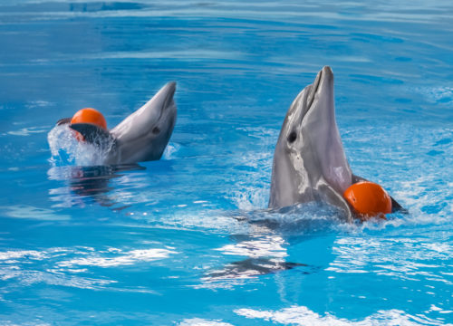 Dolphin Show Hurghada
