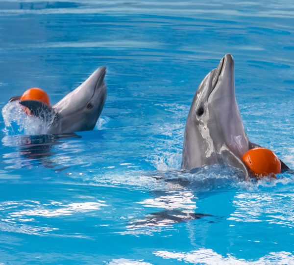 Dolphin Show Hurghada