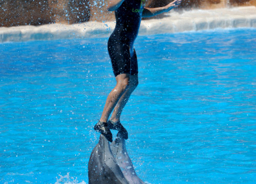 Dolphin Show Hurghada