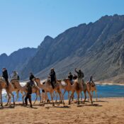Sharm camel ride