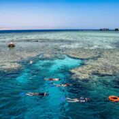 Sharm snorkeling trips